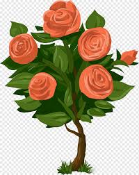 Roses are very popular flowering shrubs that can be grown in many different garden situations. Rose Tree Png Images Pngwing