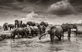 Magazinul online elefant (elefant.ro) ofera clientilor sai, promotii zilnice la o gama foarte variata de produse. Elephants In Heaven Joachim Schmeisser Immagis Munchen