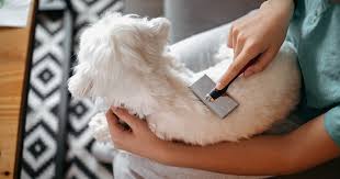 Dog Hair Dog Spa Near Me Pet Spa Dog Spaw Near Me Petco Grooming Services Same