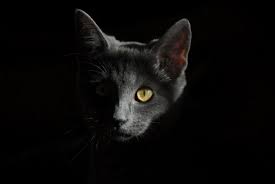 These fun facts about cats will have everyone talking at your next dinner party! Four Cool Facts About Cats Eyes This And That 404