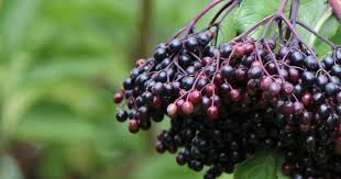 The Facts on Black Elderberry and COVID-19: Gaia Herbs®