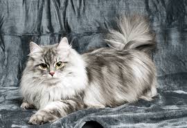 Cats Siberian Beauty Cattery In 2020 Siberian Cat Siberian Forest Cat Cute Cats And Dogs