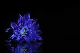 Weekend Readers Pictures Bloom