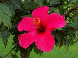 Tak kisah la bunga ros ke, bunga lily ke, bunga orkid ke, bunga tulip ke dalam video ini saya merakam permandangan pokok pokok bunga dan keladi viral di sekitar rumah saya. Kembang Sepatu Wikipedia Bahasa Indonesia Ensiklopedia Bebas