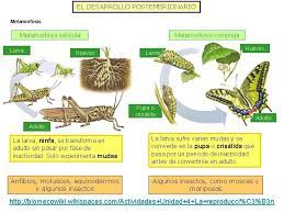 Unidad 6 La Reproduccin La Reproduccin Y El