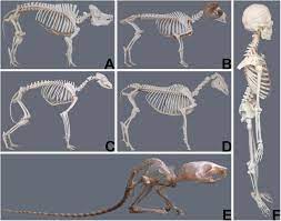 Frontiers | Large Animal Models in Regenerative Medicine and Tissue  Engineering: To Do or Not to Do