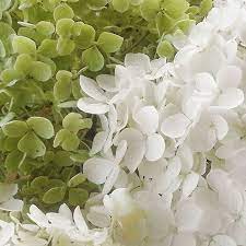 Hydrangea Annabelle The Flowers Turn Green With Age Picked For Drying But I Suspect The White Ones May Turn Br Landscaping With Rocks Flowers Small Gardens