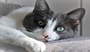Nickhautvorfall Bei Katzen Erkennen Und Behandeln