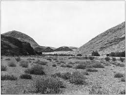 Image result for Dichilus bainesii