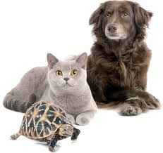 The best veterinary care for animals is ongoing nutrition and problem prevention. Victoria Vets The Friendly Vets For Family Pets