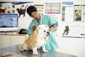 A lot of younger veterinarians have never even seen it. How Often Should Dogs Get Vaccinations Hutomo