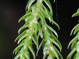 Image result for Huperzia gnidioides