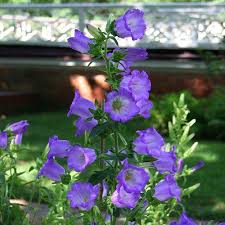 Canterbury Bells Campanula Medium In 2020 Campanula Growing Flowers Plants