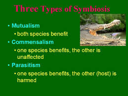 Symbiosis Living Together Three Types Of Symbiosis Mutualism