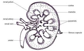 Antioxidants Quercetin Arginine Are Used For The Protection Of Kidneys In Animals Anatomy Coloring Book Teaching College