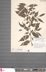 Image result for Erythrococca atrovirens