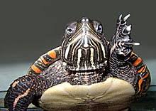 We did not find results for: Painted Turtle Wikipedia