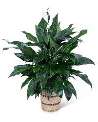 Hours may change under current circumstances Lawton Ok Florist Flower Delivery To Lawton Fort Sill Scott S House Of Flowers