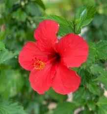 Check spelling or type a new query. Hibiscus Meaning Hibiscus Spiritual Meaning Gardening Brain