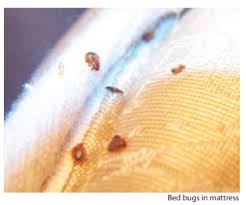 Image result for bedbugs on mattress