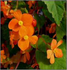 Image result for Begonia sutherlandii