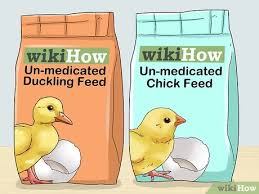 Pictures of wild baby ducks. How To Feed Wild Baby Ducks 11 Steps With Pictures Wikihow