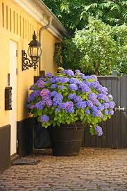 25 Hydrangea Flower Pot And Planter Arrangements Photos Home Stratosphere Garden Containers Large Outdoor Planters Planter Arrangements