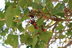 Image result for Erythrina lysistemon