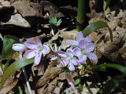 10 easy hacks for prepping your lawn for spring. Field Biology In Southeastern Ohio Early Spring Wildflowers
