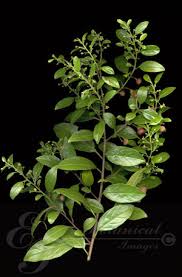 Image result for Rhamnus prinoides