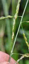 Image result for Eriochloa procera