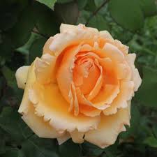 Rosier Hybride De The Over The Moon Chez Rv Roger