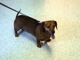 Recently listed under $400 browse by breed. Dachshund Puppies Under 500 07 2021