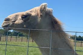 Most abscesses will be found on the cat's neck, front. Caspar The Camel S Testicles Bitten By Florida Woman Cops Crime News