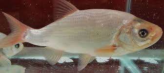 We did not find results for: Blue Orfe Fish 55662c006dd37 The Fishroom
