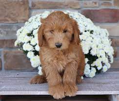Cute Goldendoodle Doodle Puppy Goldendoodle Puppy For Sale Goldendoodle Puppy
