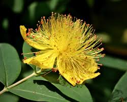 Image result for Hypericum humbertii