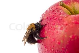Bumble has changed the way people date, find friends, and the perception of meeting online, for the better. Bumble Bee On An Apple Stock Image Colourbox