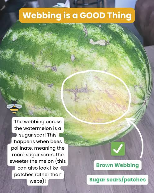 Pollination Webbing, AI generated