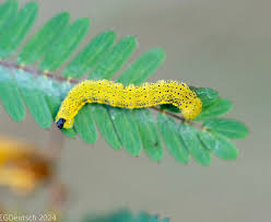 Image result for Chamaecrista parva