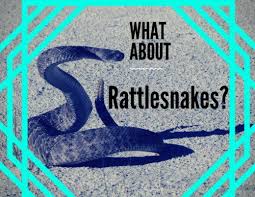 Pin By Aisling Ireland On Snakes In A Dream Dream Meanings Dream Snake Snake Meaning