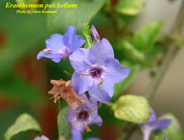 Image result for Eranthemum pulchellum