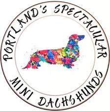 Visit us now to find the right cocker spaniel for i'm the breeder behind doc's cockers located in oregon. Portland S Spectacular Mini Dachshunds Spectacular Mini Dachshunds Pugs Home Page