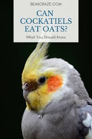 Yes, dogs can eat pumpkin! Can Cockatiels Eat Oats What You Must Know Beak Craze