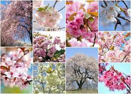 Slightly fragrant, ethereal, white blooms with a pink center usually appear the blooms look especially pretty with a tall evergreen background. 10 Exotic Types Of Japanese Cherry Blossom Trees You Ll Fall In Love With Live Japan Travel Guide