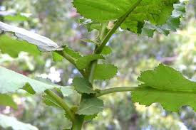 Image result for Wigandia urens