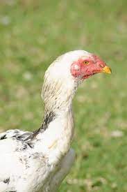 Shamo Chicken | Mranimal Farm