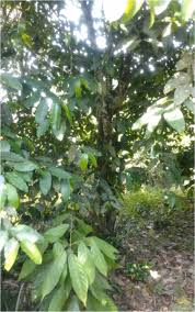 Image result for Picralima nitida