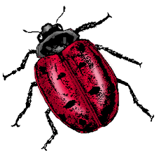 Zola, the green knight, and more. Ladybug Definition Of Ladybug By Merriam Webster