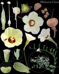 Image result for Xenostegia tridentata